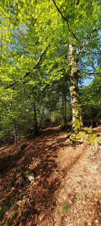 Gite Des 3 Jonquilles Saint-Maurice-sur-Moselle Eksteriør billede